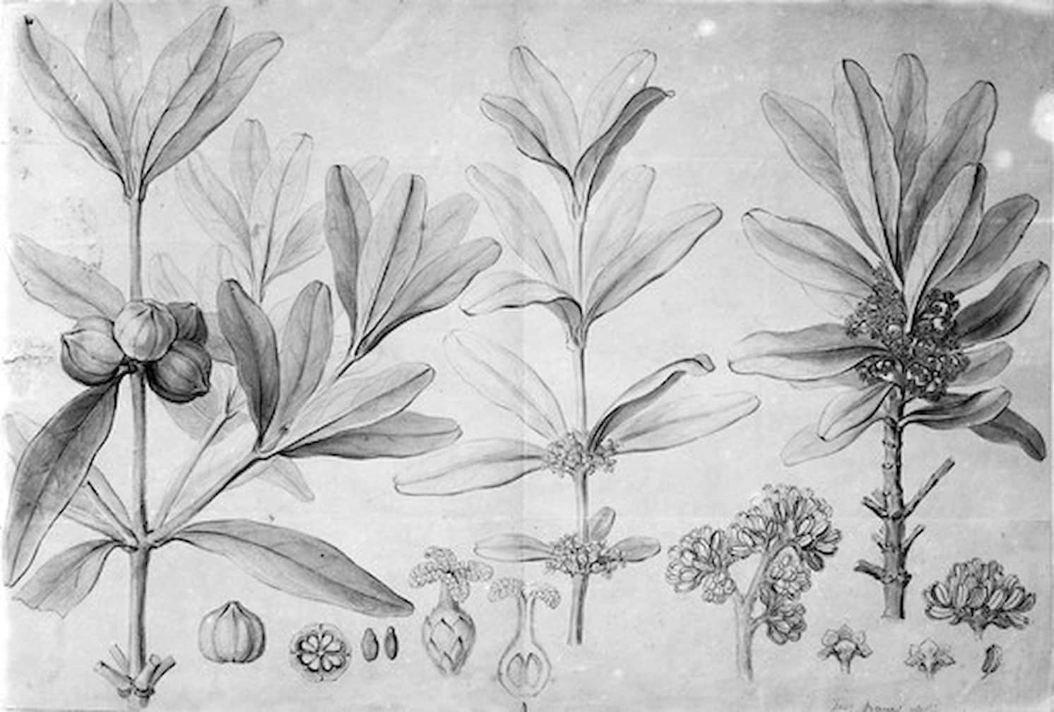 Ăn vỏ cây chữa sốt rét? Từ Khang Hy đến Charles II, loại thuốc "quinine" thay đổi lịch sử thế giới