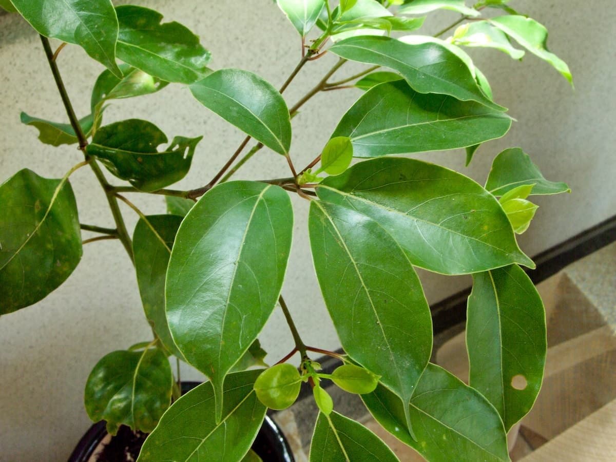 Trồng cây không chỉ bảo vệ môi trường, còn nuôi cả một đội bóng đá – Doanh nghiệp xã hội chứng minh lợi ích của việc trồng cây vượt xa tưởng tượng